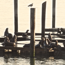 SF waterfront