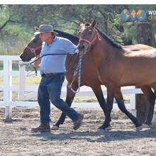 Coaching con caballos