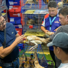World Gamefowl Expo Chicken Inspection